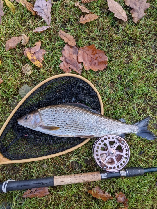 Abernant grayling - AP from Wirral
